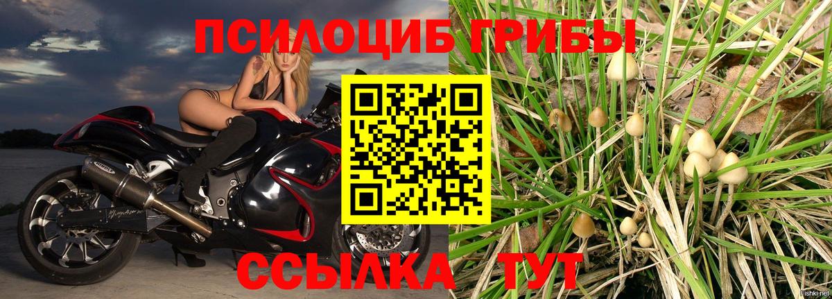 Псилоцибиновые грибы Cubensis Ливны